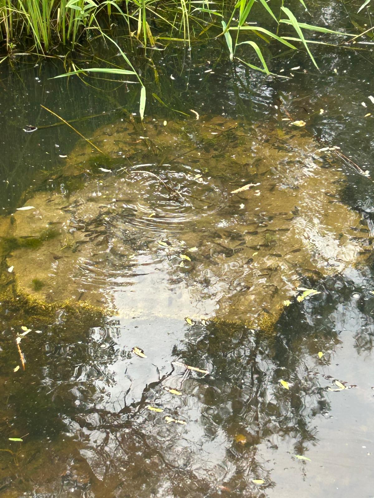 Praktikertag „Gesunder See – viele Fische“ am 28.03.2026 in Meitingen